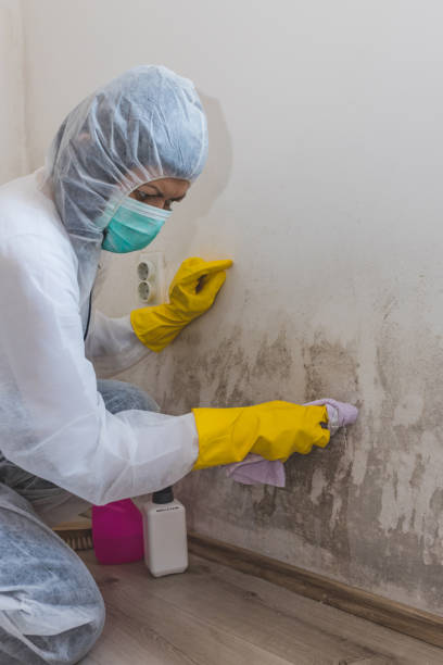 Best Environmental Consulting for Mold Prevention  in Carlstadt, NJ