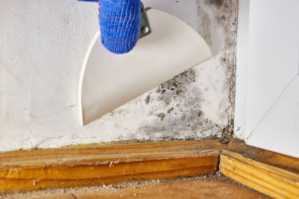 Best Forensic Mold Investigation  in Carlstadt, NJ